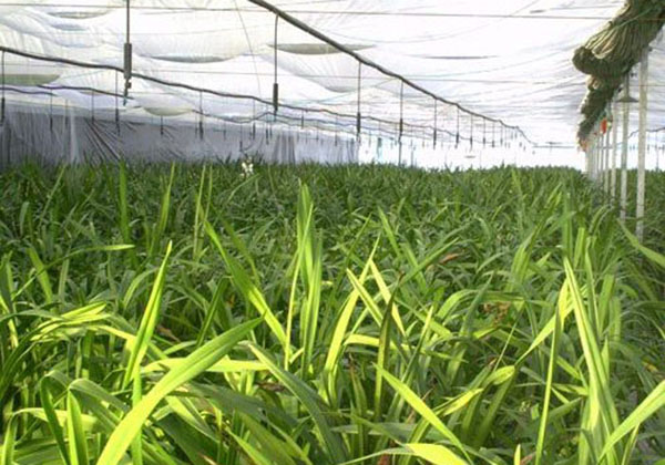 案例展（zhǎn）示