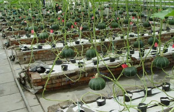 案例（lì）展示