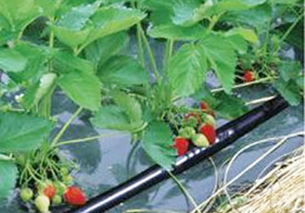 案（àn）例展示